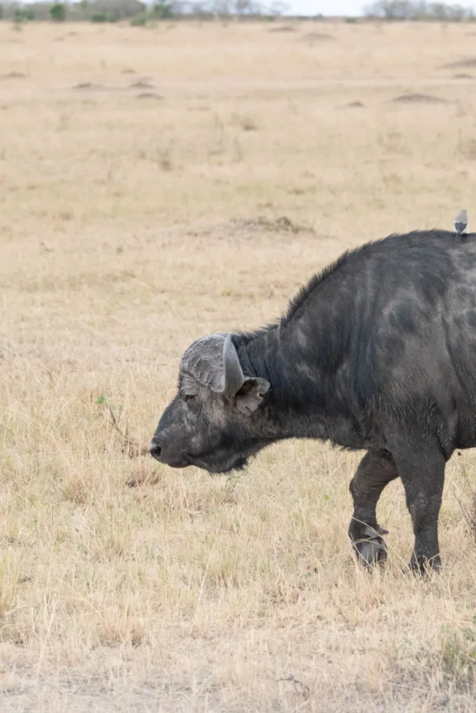 Wildlife Safari Tanzania