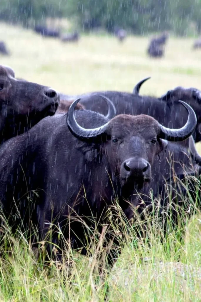 Wildlife Safaris