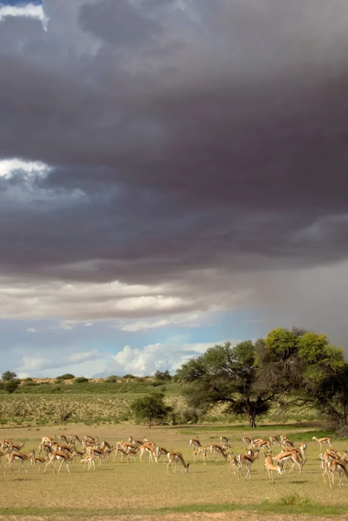 wildlife safari tour tanzania