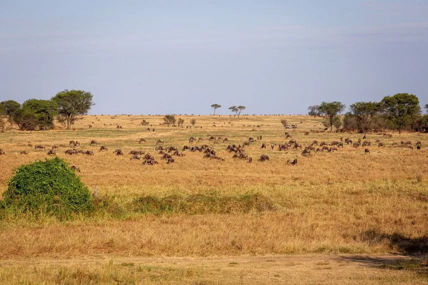 5-day Tanzania safari itinerary