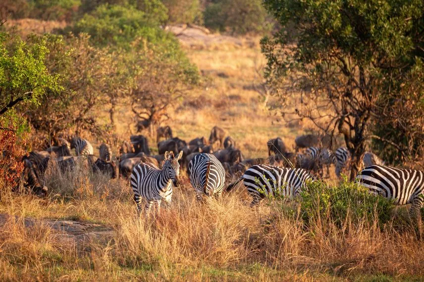 7-day Tanzania safari itinerary