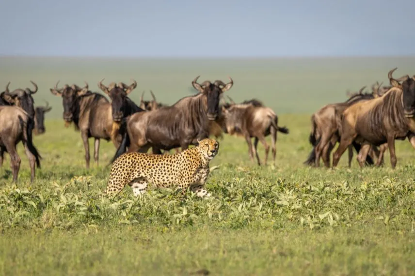 Best Time For A Tanzania Safari