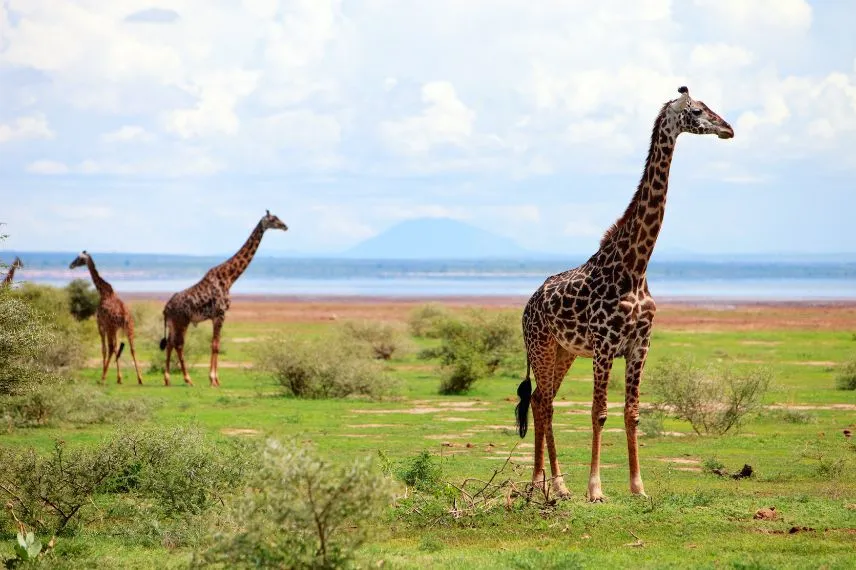 Tanzania National Parks