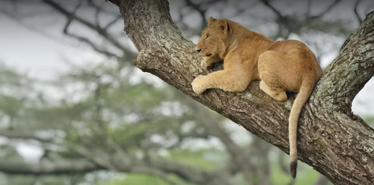 From Tree-Climbing Lions to Large Plains: Serengeti or Lake Manyara?