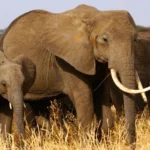 Tarangire Against Serengeti - Elephant Havens and Endless Wilderness
