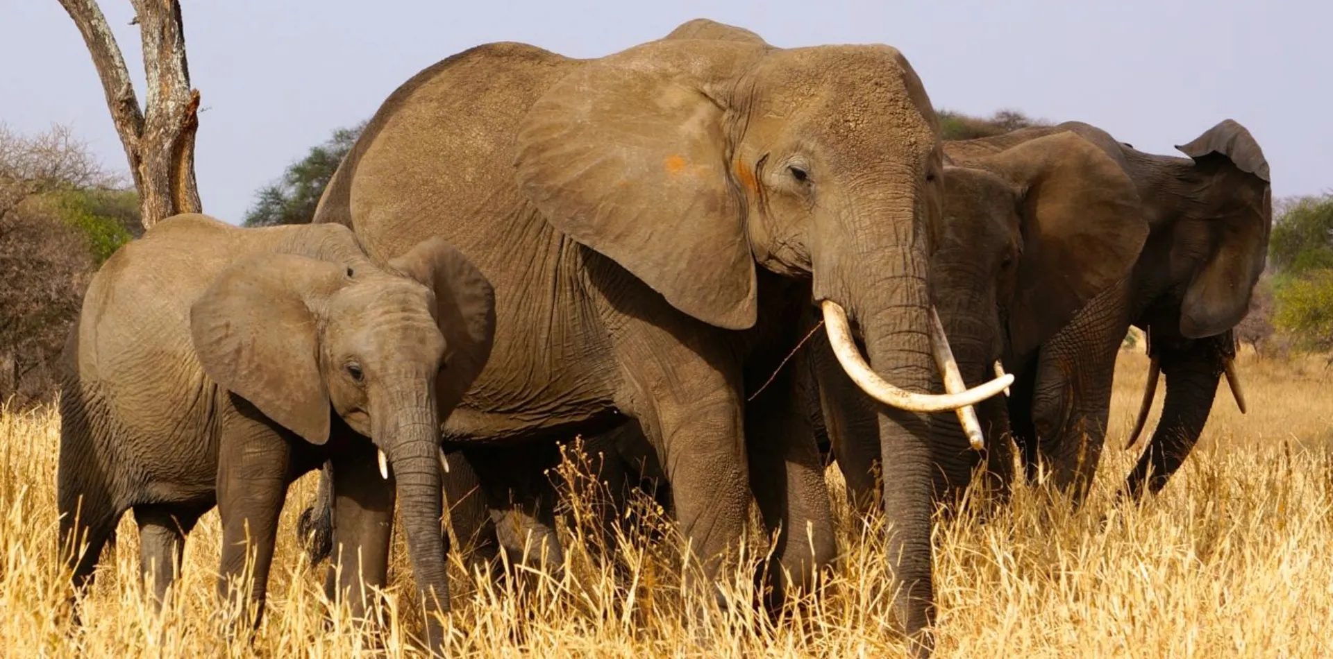 Tanzania Safari