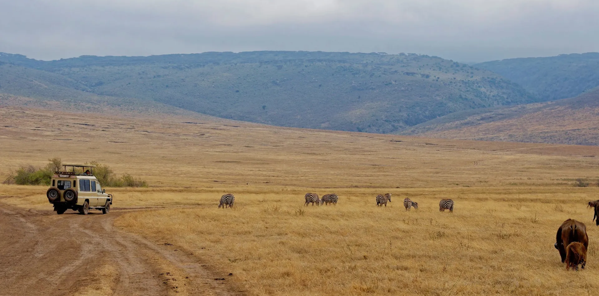Tanzania Safari Experience