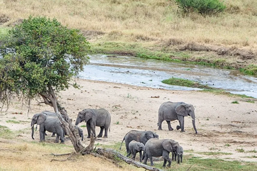 1 Day Safari Tarangire National Park
