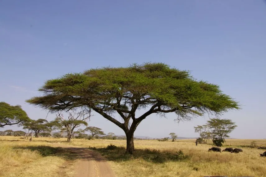 Serengeti Landscape
