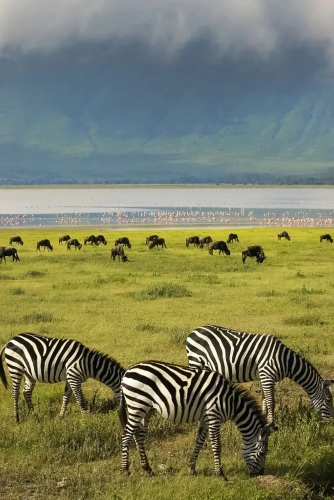 Ngorongoro Wildlife Safari