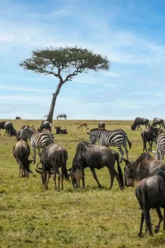 4 Days – Migration Safari