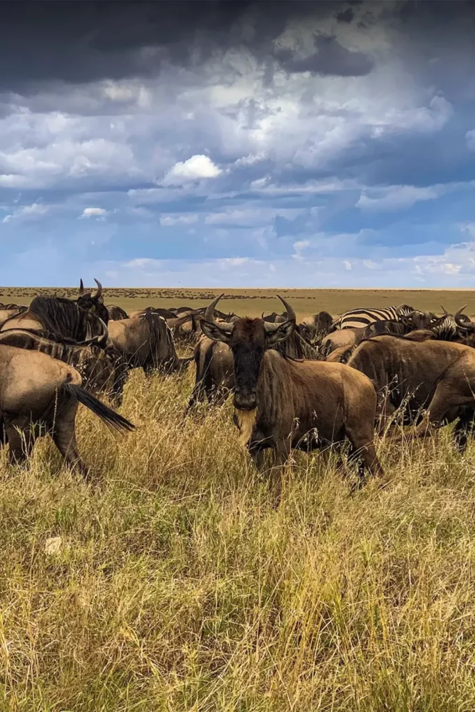 4 Days – Migration Packages safari