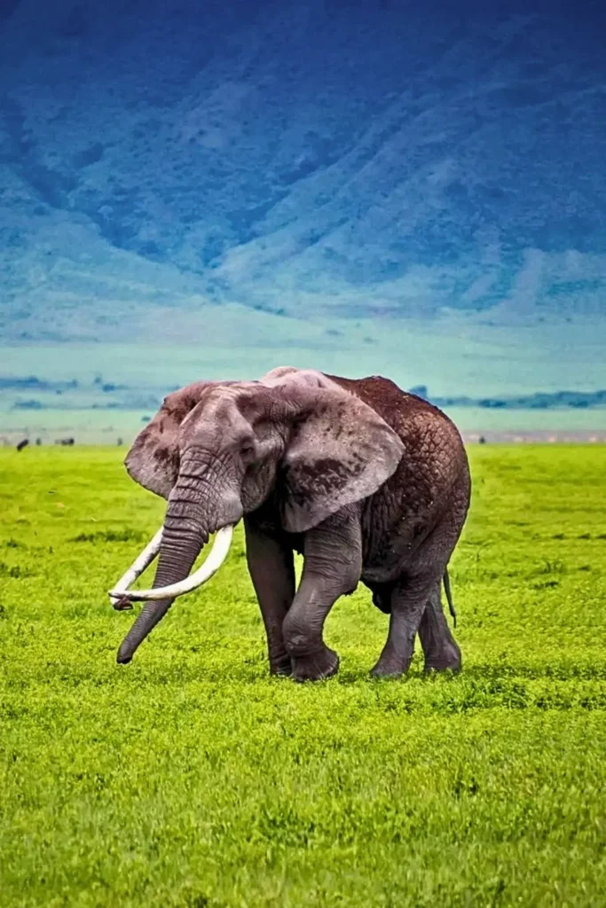 Elephant in Ngorongoro