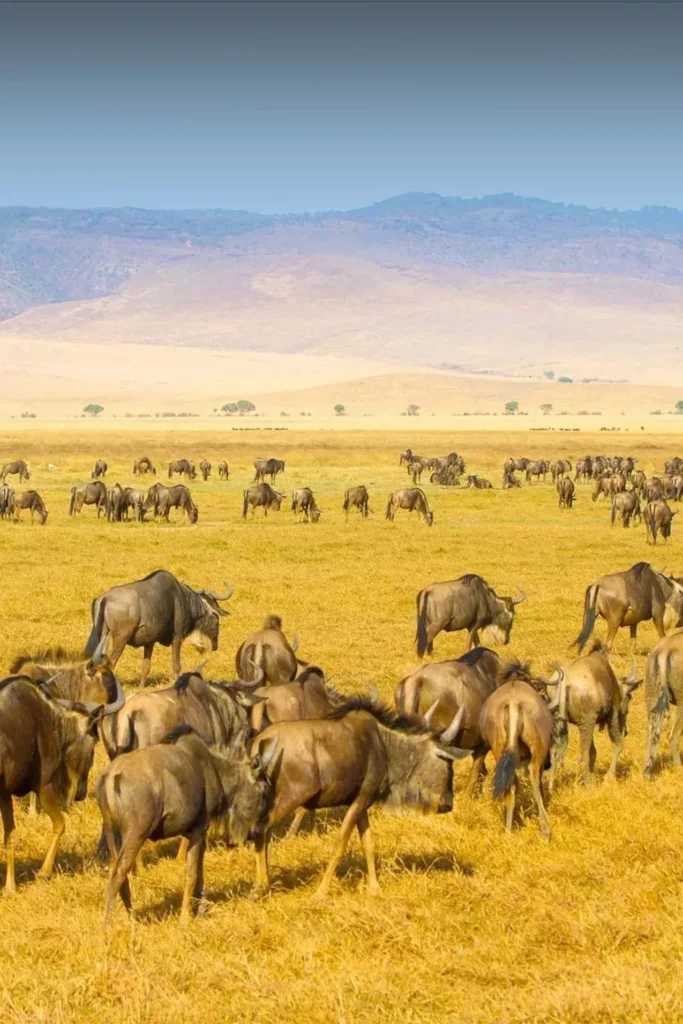 5 Days – Migration Package Safari