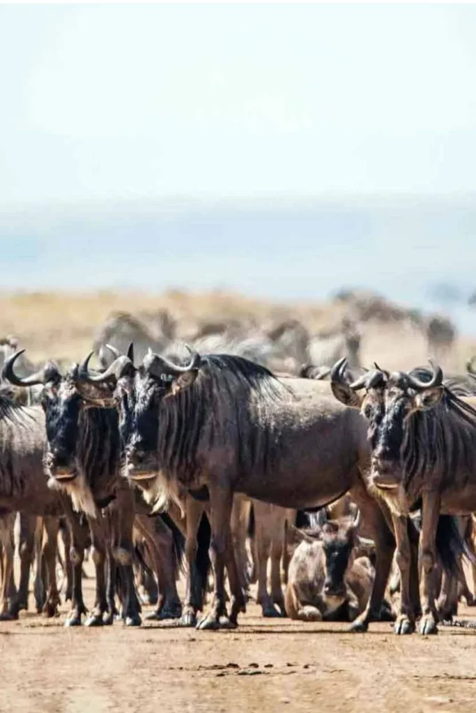 5 Days – Migration Package tour