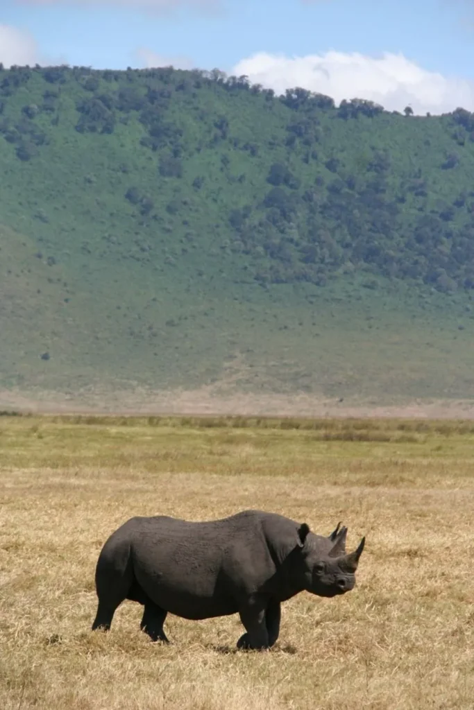 Rhino in Ngorongoro