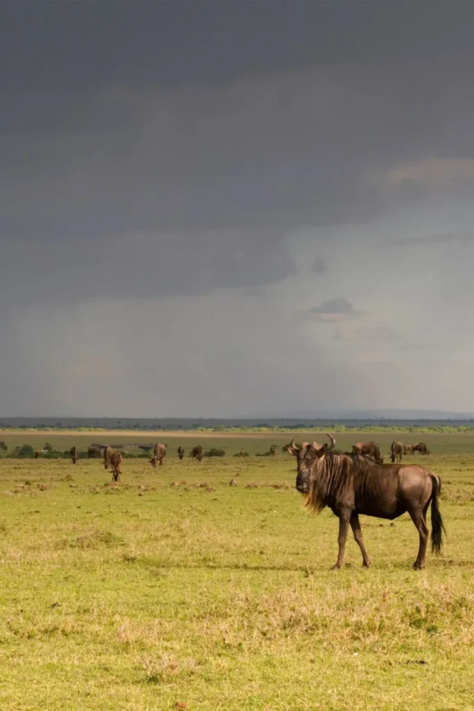 6 Days – Migration Packages Safari