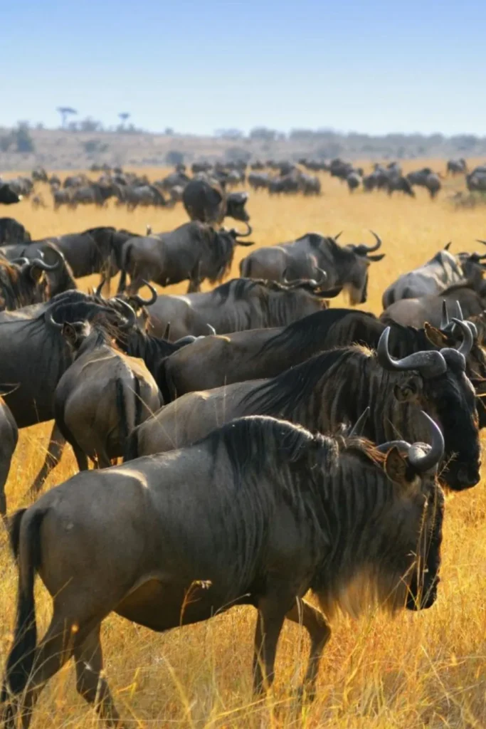 7 Days – Migration Package tour
