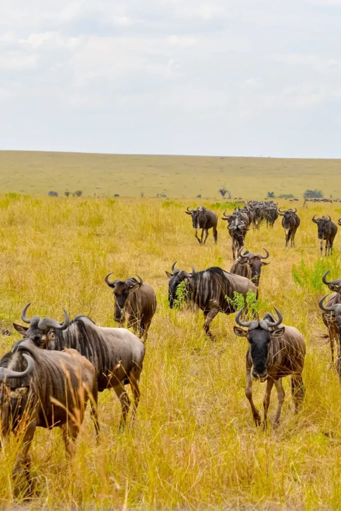 7 Days – Migration Packages safari