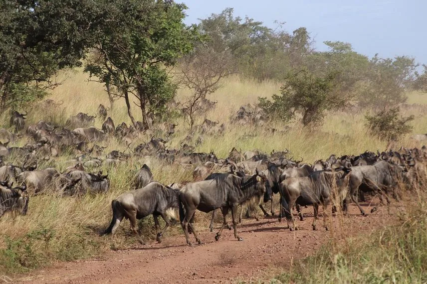 8 Days Migration Safari in Tanzania