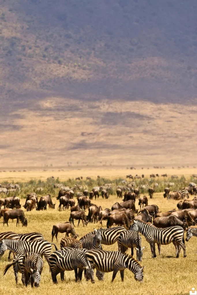 Tanzania Great Migration Safari
