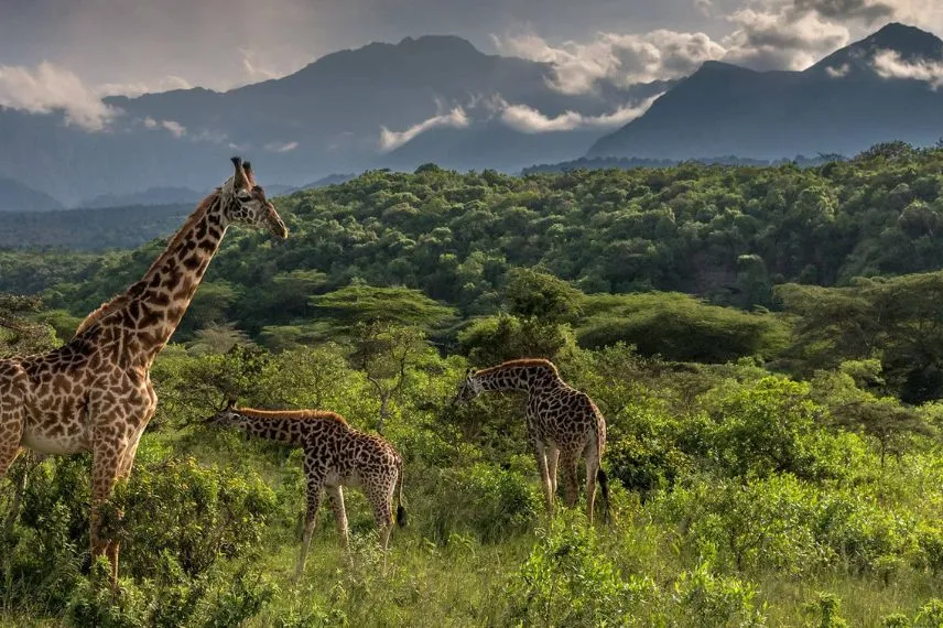 Arusha National Park