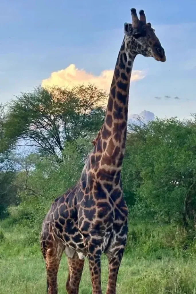 Arusha Wildlife Safari