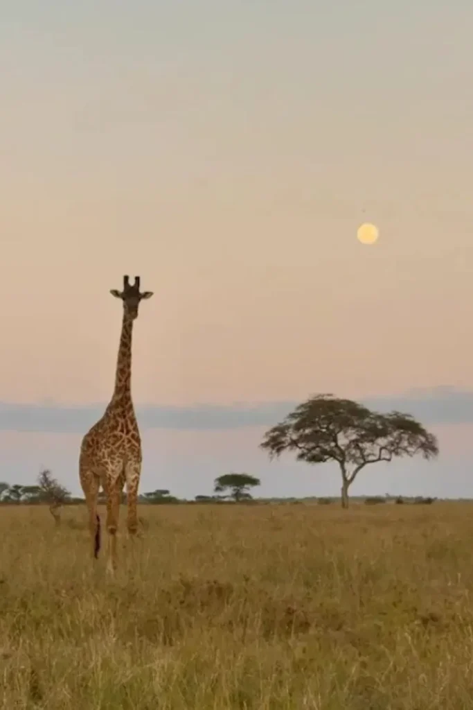 Arusha Wildlife Tour