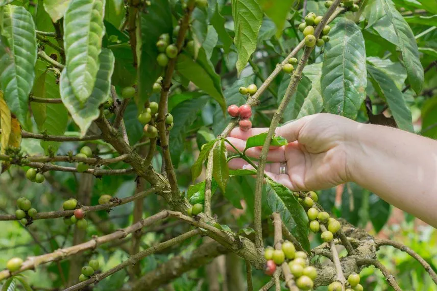 Arusha coffee plantation