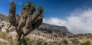 Kilimanjaro Route