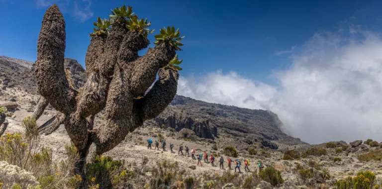 Kilimanjaro Route Comparison 2026 – Choose the Right Route for Your Travel Style