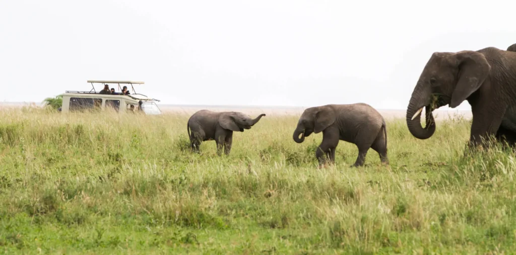 Tanzania Safari Itinerary 2026 – How Many Days Are Enough?