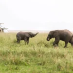 Tanzania Safari Itinerary 2026 - How Many Days Are Enough?
