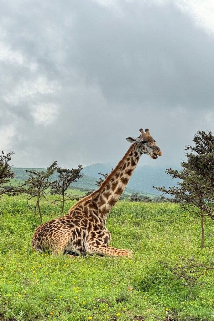 Best Tanzania Safari Packages
