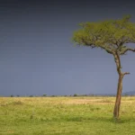 Exploring How Weather and Wildlife Determine the Best Time for Tanzania Travel