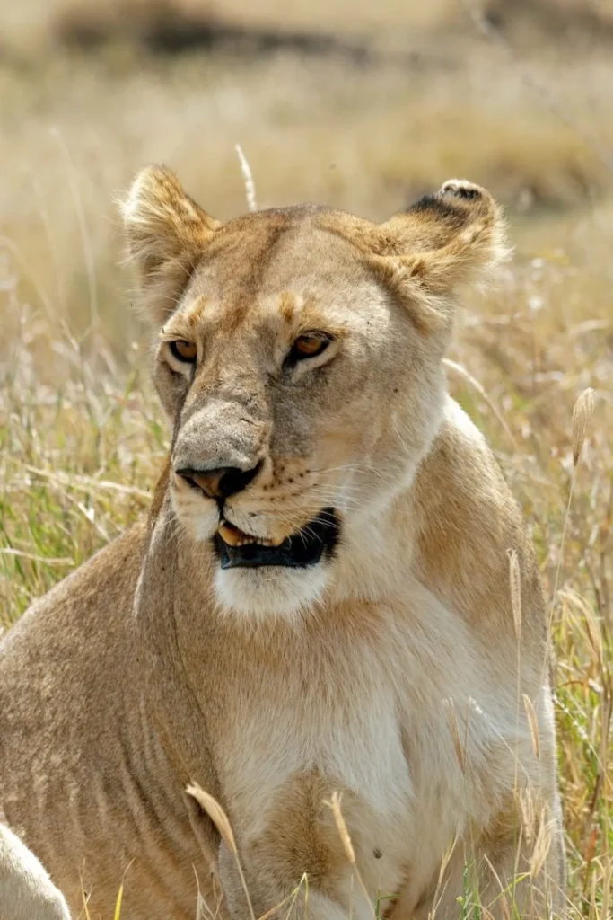 Budget Wildlife Safari