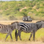 Capturing the Magic of Tanzania: Stories from Fellow Travelers