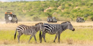 Capturing the Magic of Tanzania: Stories from Fellow Travelers