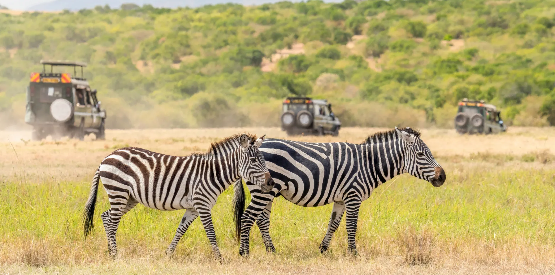Tanzania Safari