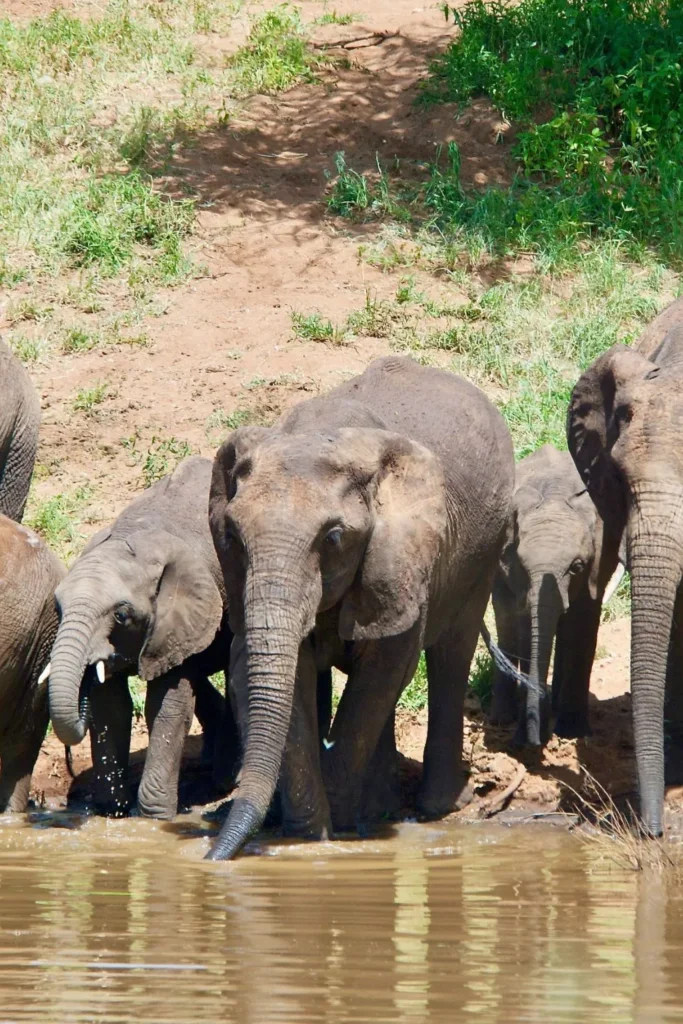 Elephant Safari Tour