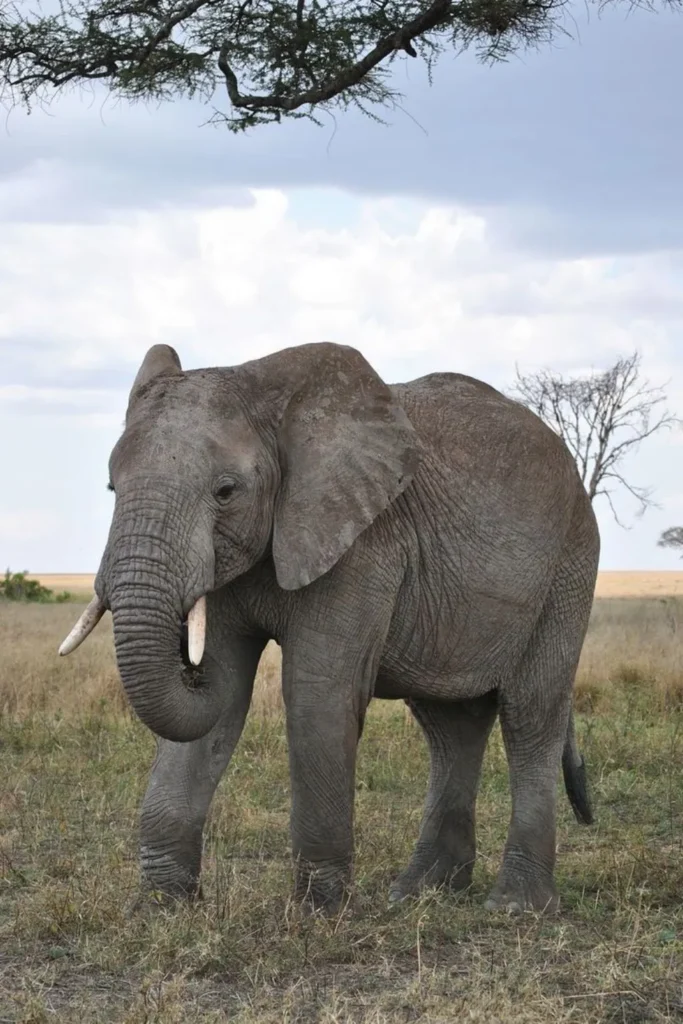 Elephant in Tanzania