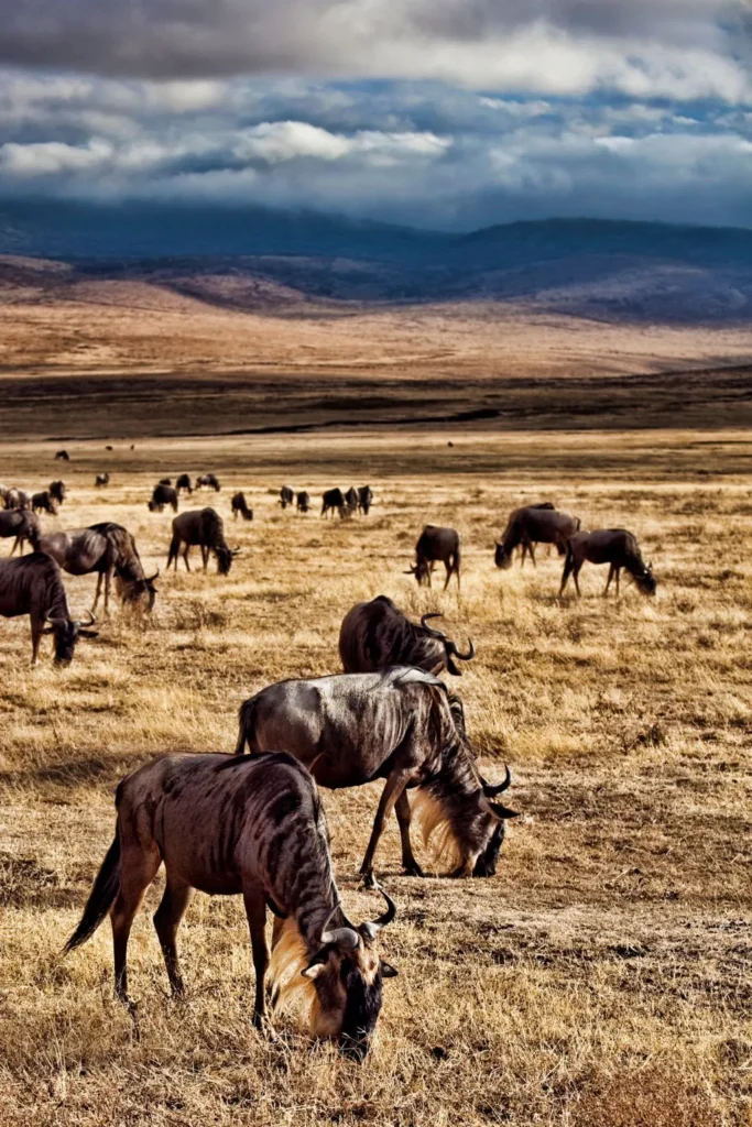 Great Migration serengeti