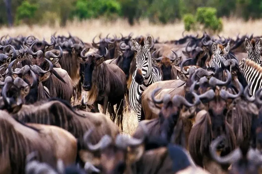 Great Migrations Safari