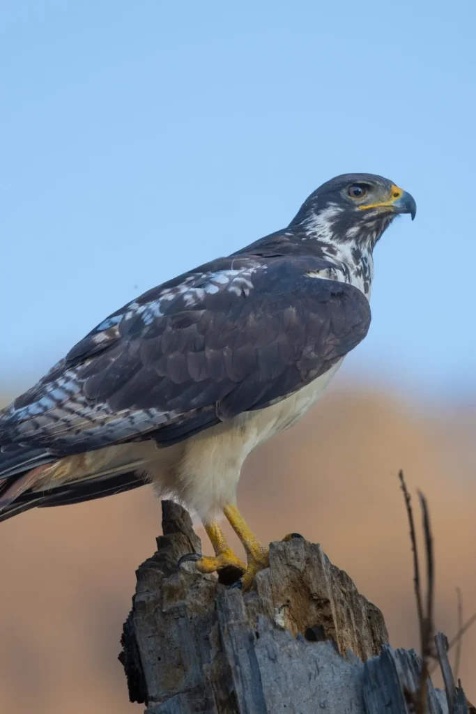 Lake Manyara Safari