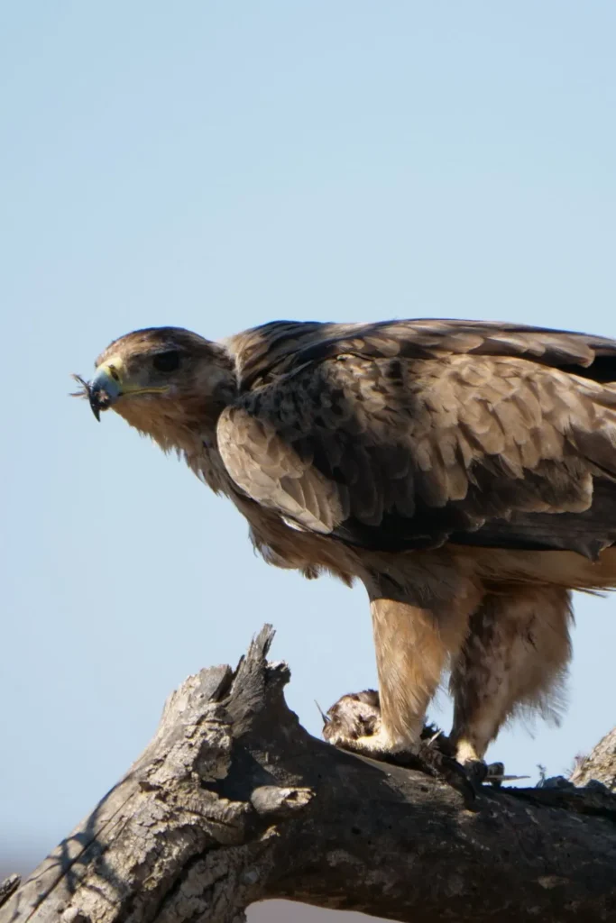 Lake Manyara Safaris
