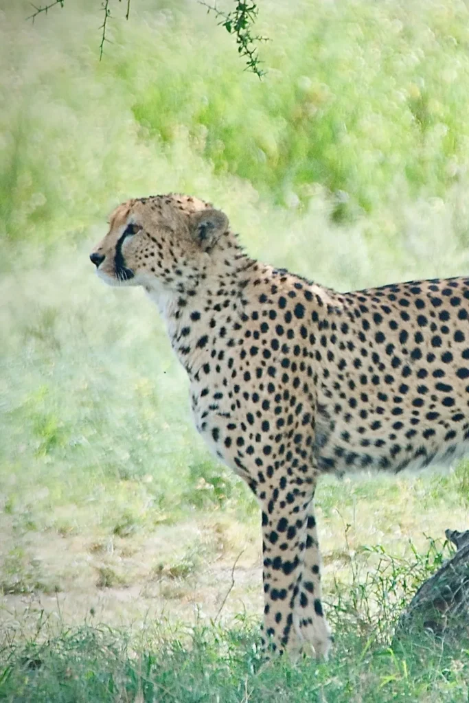 Ngorongoro Crater Safari