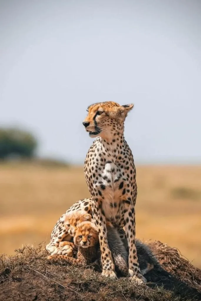 Ngorongoro Crater Safaris