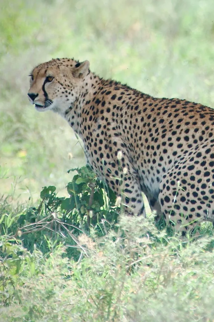 Ngorongoro Safari