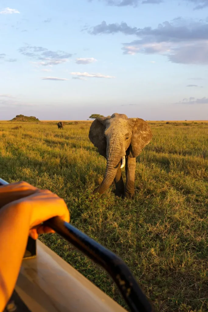 Safari Cost in Tanzania