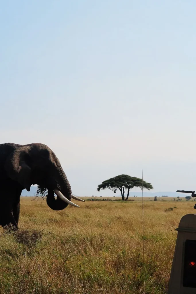 Safari Experience in Serengeti
